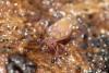 Dicyrtoma fusca